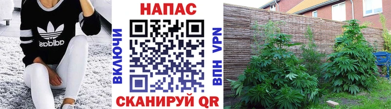 Каннабис VHQ  Ардон 